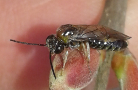 Tenthredinidae: Mesoneura opaca